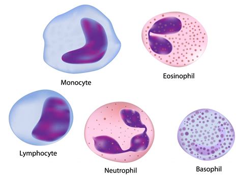 5 Types Of Normal White Blood Cells Biological Science Picture