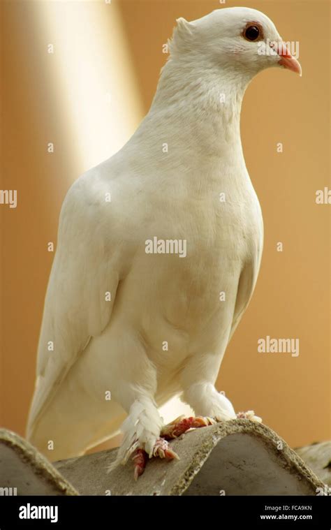 White Pigeon Release Dove Stock Photo Alamy