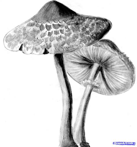 How To Draw Realistic Mushrooms Step By Step Realistic Drawing
