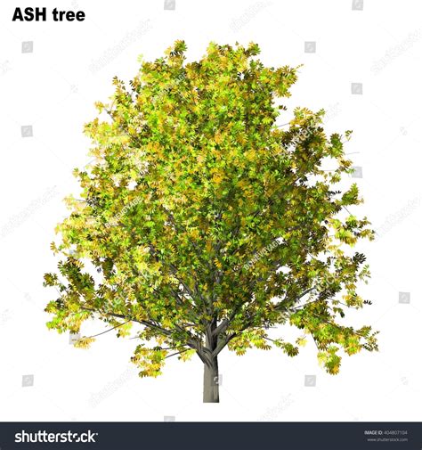 Ash Tree Isolated On White Background Stock Illustration 404807104