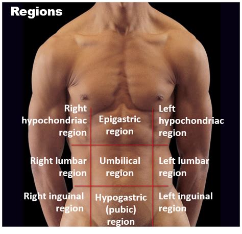 Body Quadrants Labeled Nine Abdominal Regions And Four Quadrants Quiz