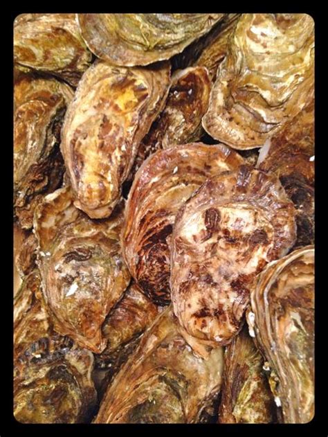 Nonostante esistano numerose specie diverse di ostriche, come quelle destinate alla produzione di perle, in realtà quelle commestibili appartengono solo a due distinte classi. Una delle sei varietà di ostriche francesi servite da ...