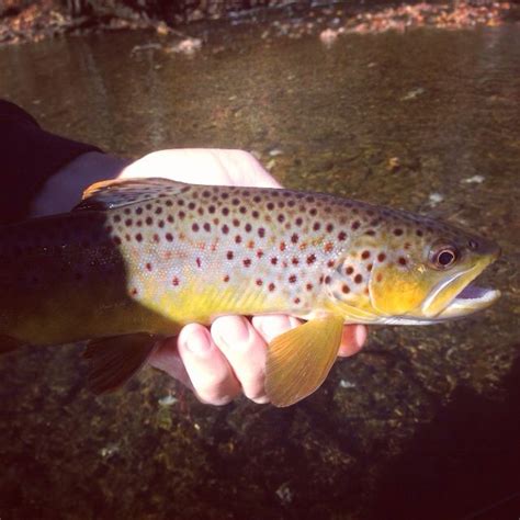 Fall Fly Fishing In Pa Fish Fly Fishing Brown Trout