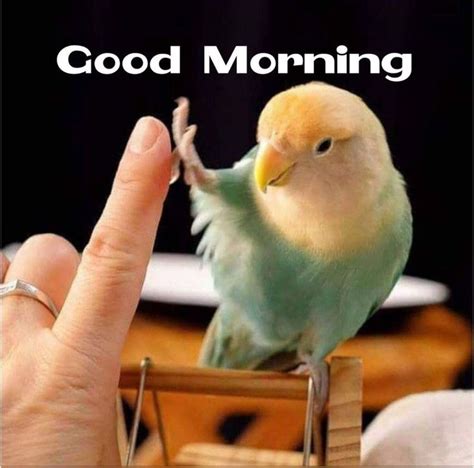 Birds A Good Morning Photos Greetings Images Funny Birds Pretty