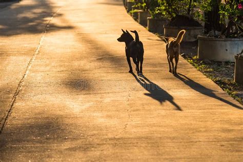1112 Two Dogs Walking Together Stock Photos Free And Royalty Free