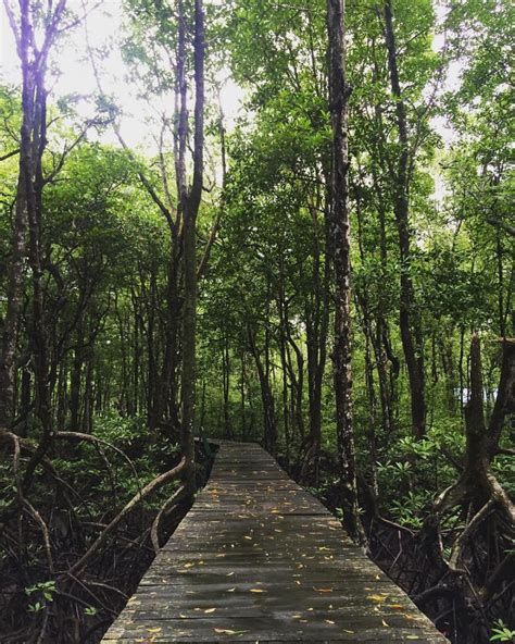 5 Wisata Hutan Mangrove Indonesia Liburan Alternatif Mengasikan Dan