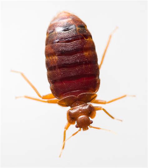 Bedbug Cimicidae Cimex Lectularius Bugguidenet