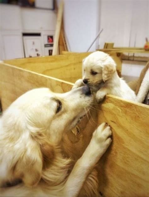 times  golden retriever puppies   purest    world  pics