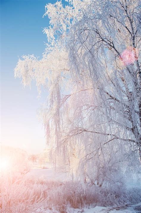 Beautiful Landscape Trees And Branches In Frost In Winter