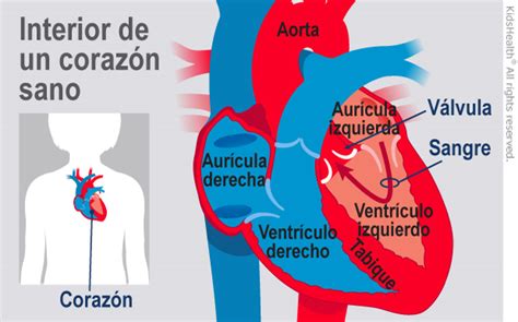 El Corazón Y El Sistema Circulatorio Para Padres Nemours Kidshealth