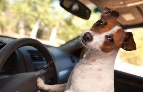 Jack Russell Terrier Dog Driving A Car — Stock Photo © Feverpitch 2345796