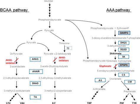 Aromatic Amino Acid Pathway Aaa Pathway In The Right Side With Download Scientific Diagram