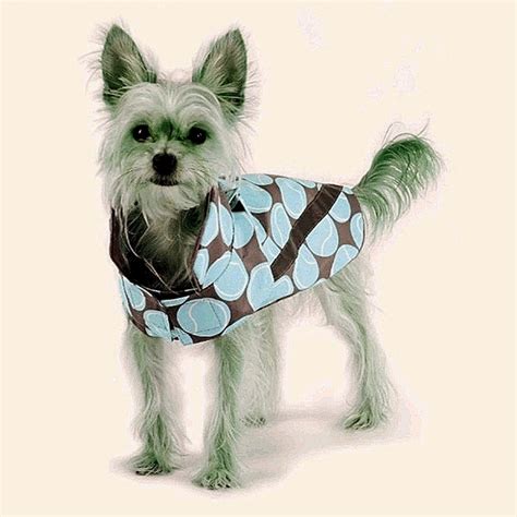 bailey & bella Dog | Blue Bailey Bella Dog Rain Jacket Size Xs | Poshmark