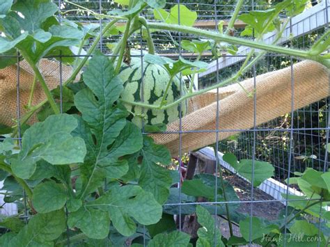 Growing Watermelons Vertically On A Chicken Coop As A