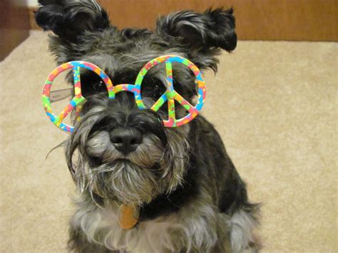 Hippies Have Hippie Dogs Xp By 123momolovesyou On Deviantart