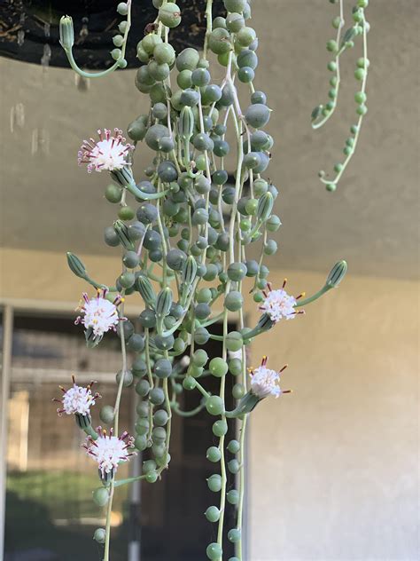 String Of Pearls Abundant Blooms 😊 Rsucculents