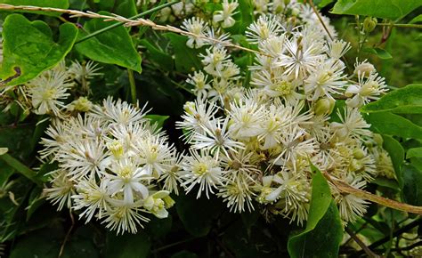 We did not find results for: Clematis vitalba (Ranunculaceae) image 86885 at ...