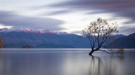 Lone Tree Lake Wanaka New Zealand Wallpapers Hd