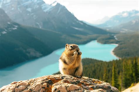 9 Règles à Suivre Pour Rester Lami De La Faune Au Canada