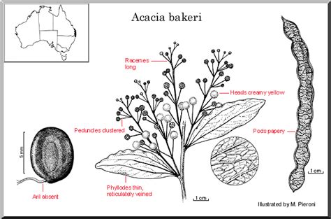 Acacia Bakeri Wattle