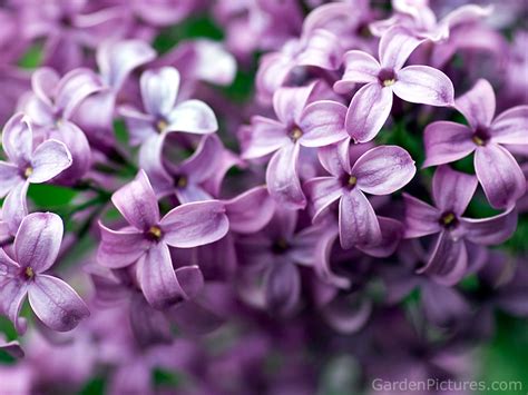 Lilac Flower Purple Photo 34733517 Fanpop