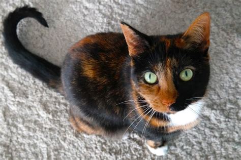 What Is A Calico Cat With Images Cat World