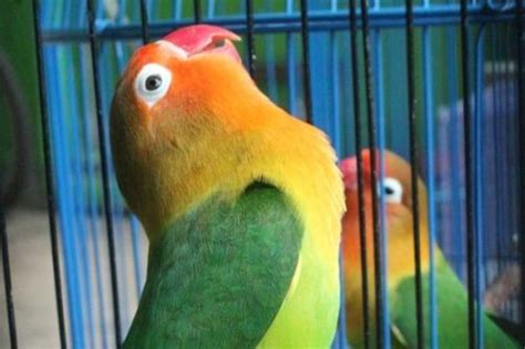 Ingin Burung Lovebird Anda Gacor Begini Cara Merawatnya Jurai Id