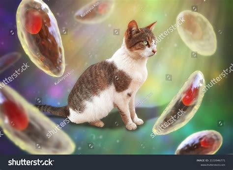 377 Toxoplasmosis Cats Images Stock Photos And Vectors Shutterstock
