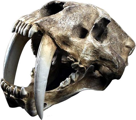 Smilodon Sabertooth Tigreooth Skull Replica Animal Skull Head Head