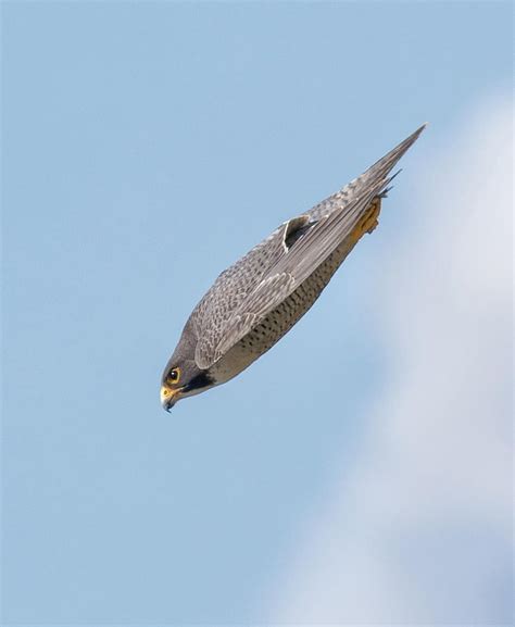 Psbattle Peregrine Falcon Diving In The Air Side View R