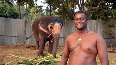 A Holiday Camp For India S Captive Elephants BBC News