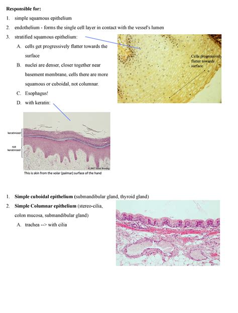 Histology Lab 1 Integument Responsible For Simple Squamous