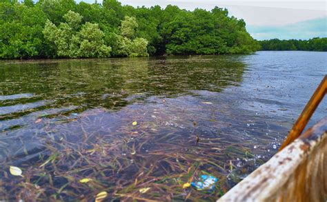 A Philippine town and its leaders show how mangrove restoration can succeed
