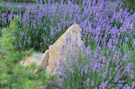 Flower Lavender Cultivation Planting And Care Which