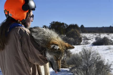 Endangered Mexican Wolf Population Makes Strides In Us Arizona