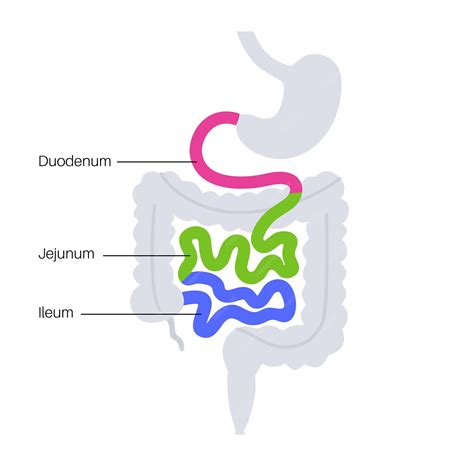 Premium Vector Small Intestine Anatomical Poster Duodenum Jejunum And