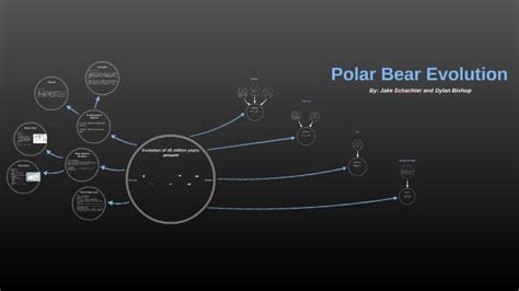 Polar Bear Evolution Project By Jake Schachter
