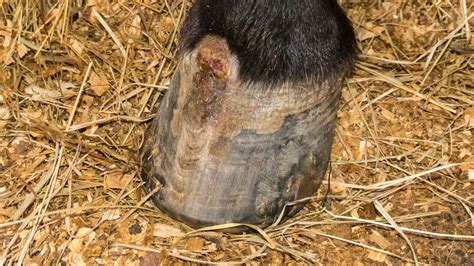 Hoof Diseases Draining Tracts And Abscesses The Horses Advocate
