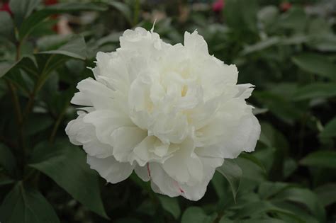 Double White Peony Paeonia Double White In Naperville Aurora