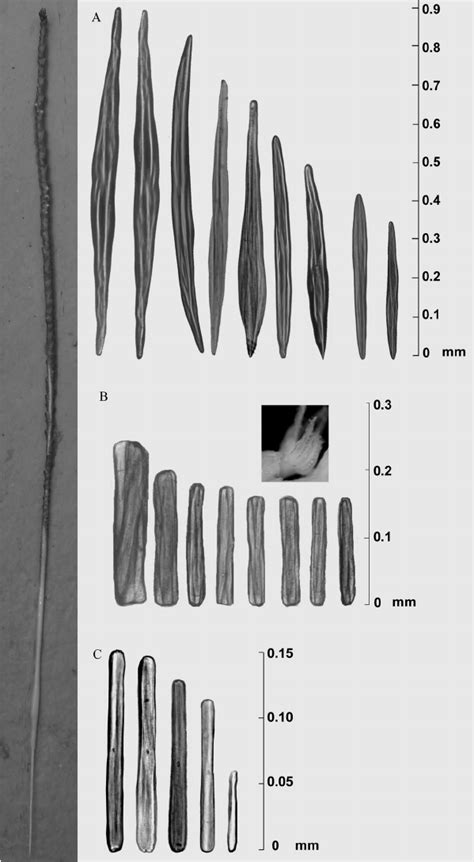 Different Types Of Sclerites Of Protoptilum Carpenteri From A