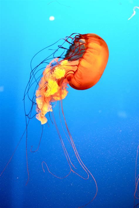 Jellyfish At Vancouver Aquarium Vancouver Aquarium Jelly Fish Critter