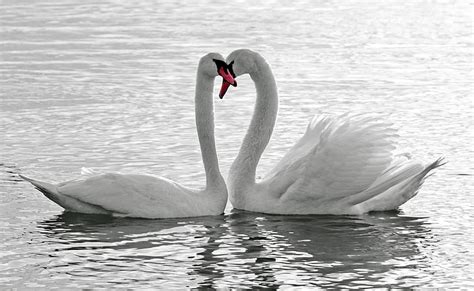 Hd Wallpaper White Swans Two White Swans Love Black And White