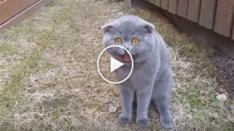 Loudest Purring Cat Breaks The Guinness World Record