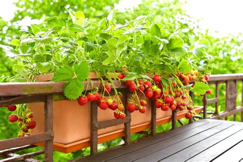 How To Grow Strawberry Plants In Containers