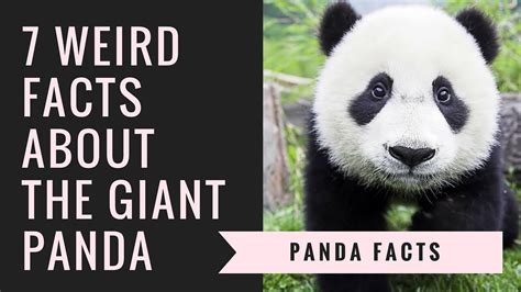 Giant Panda Facts Printable