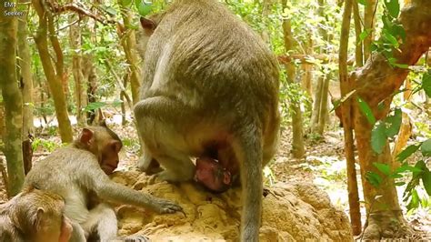 Monkey Giving Birth New Born Monkey Youtube