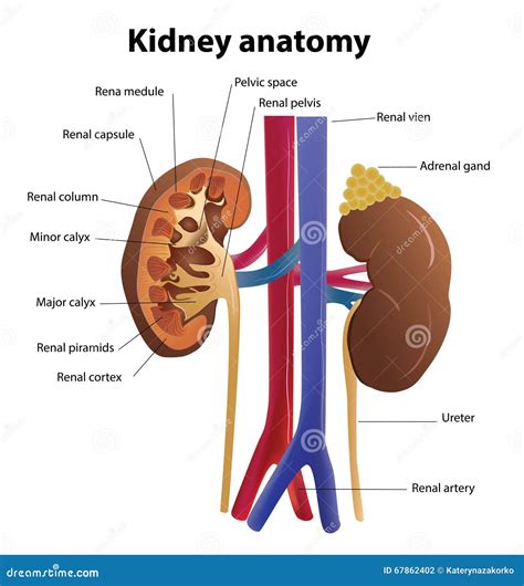 Diagram Diagram Of The Kidney Structures Mydiagramonline