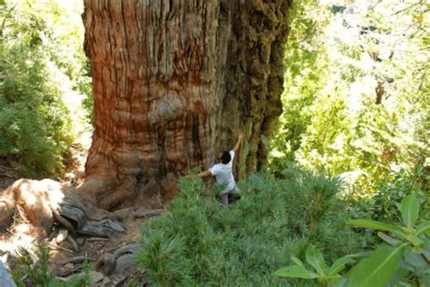 great grandfather tree पृथ्वी के रहस्यों को जाननें वाला ये हैं दुनिया का सबसे पुराना पेड़