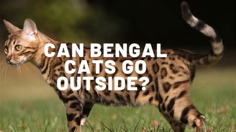 Can Bengal Cats Open Doors Authentic Bengal Cats