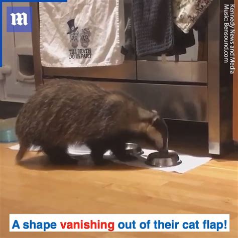 Crafty Badger Enters House Through Cat Flap To Steal Food This Woman